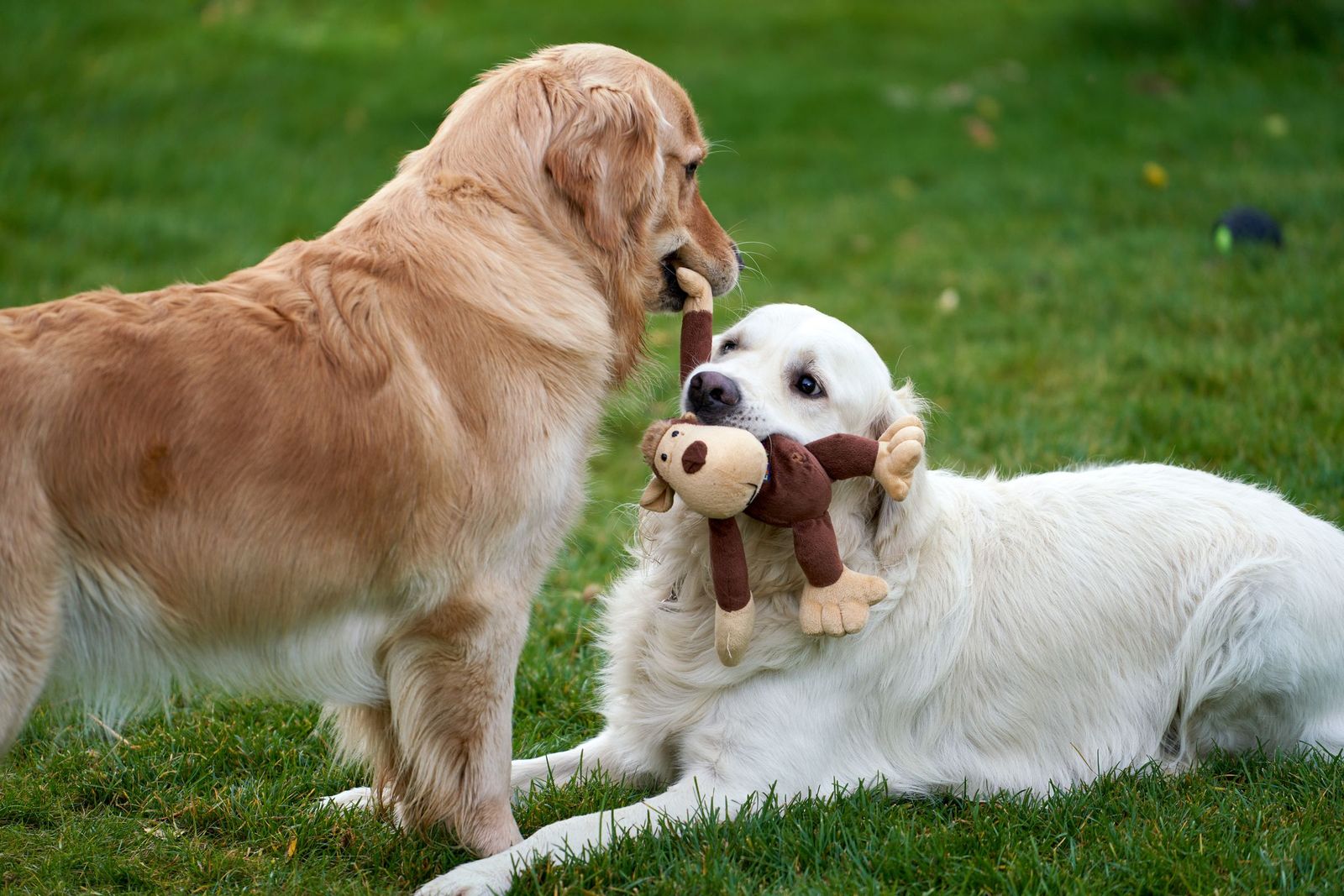 Poodle solving a puzzle toy for treats