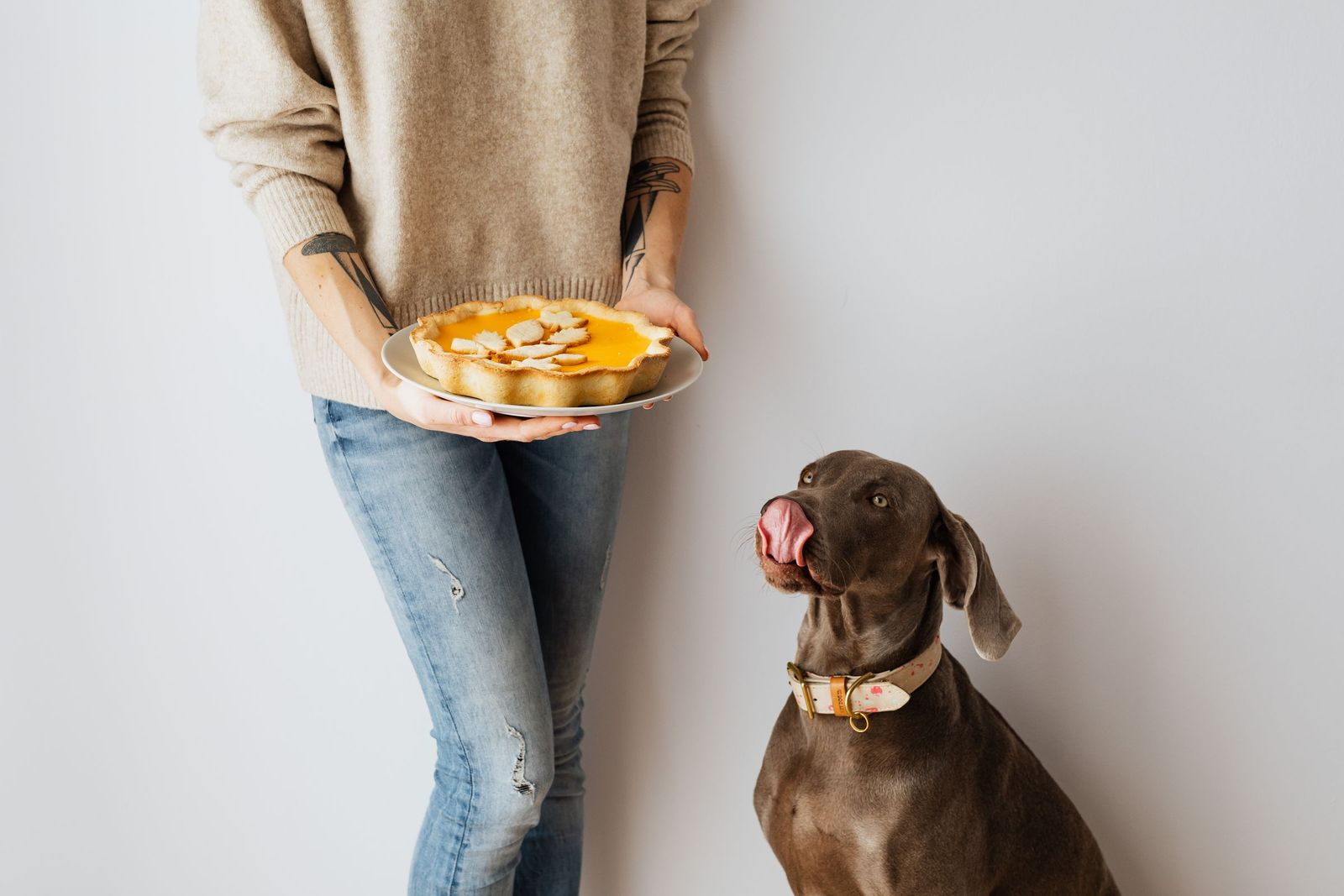 Poodle looking at food on a kitchen counter