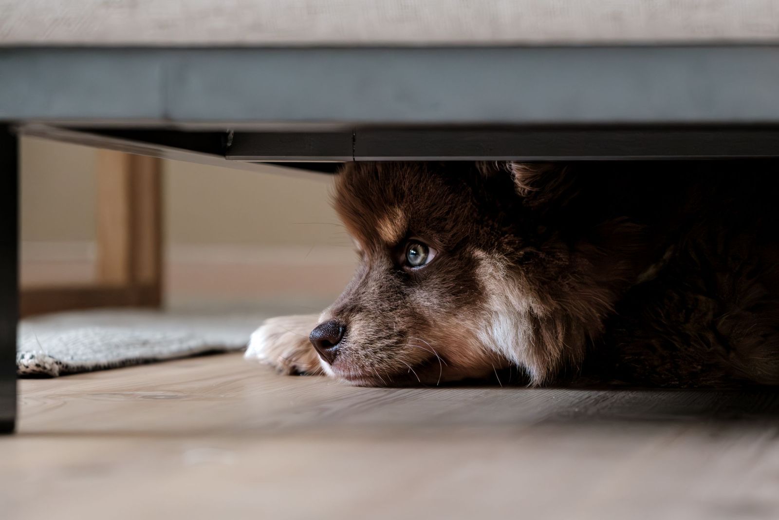 Poodle hiding in a safe den during fireworks