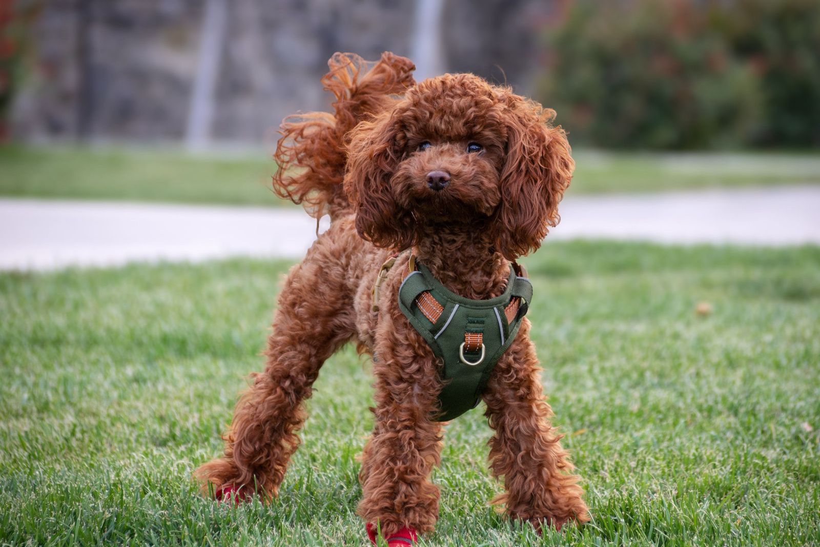 Poodle wearing a walking harness on a lead beside its owner