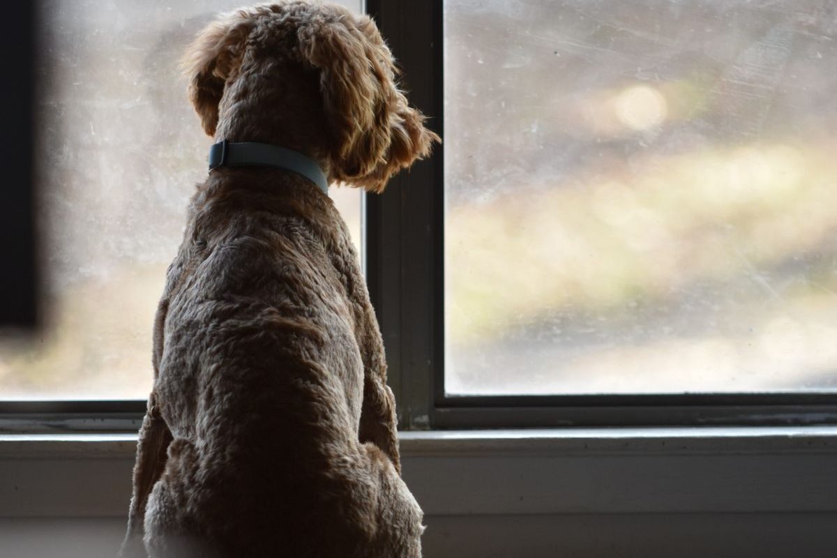 Toy Poodle waiting by the front door for its owner to come home