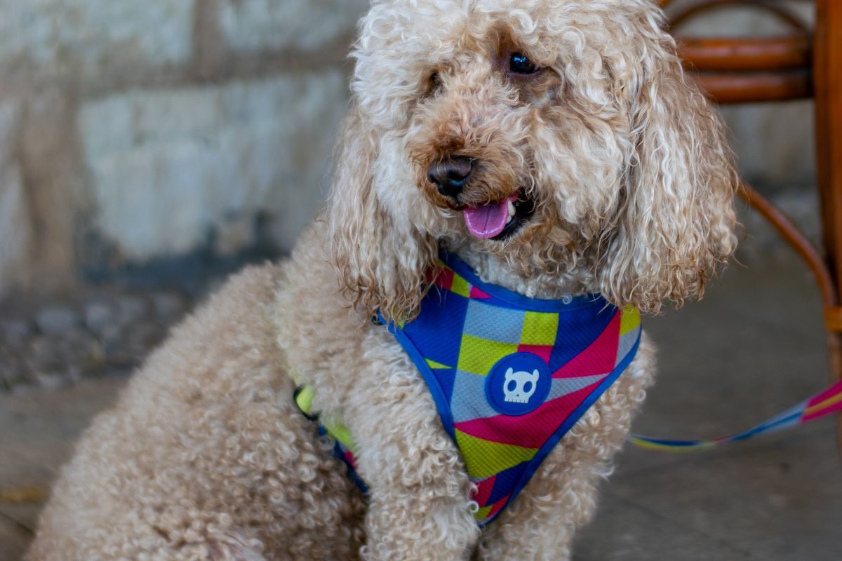 Medium-sized Poodle playing cheerfully in a garden