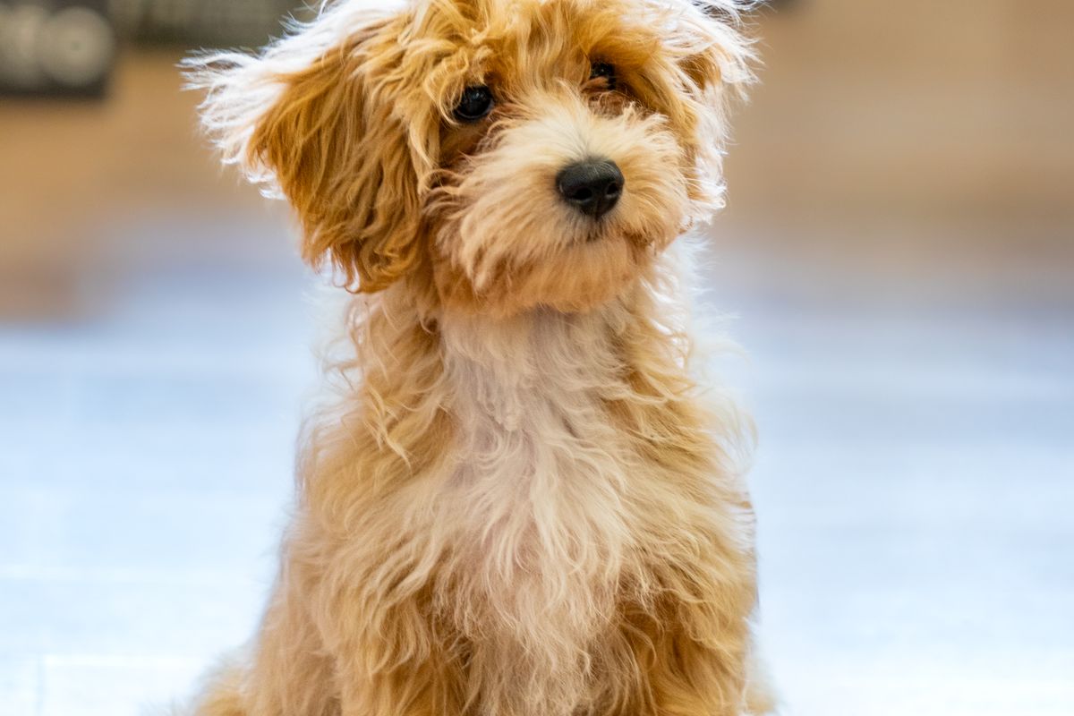 Fluffy curly-coated poodle-mix puppy sitting indoors
