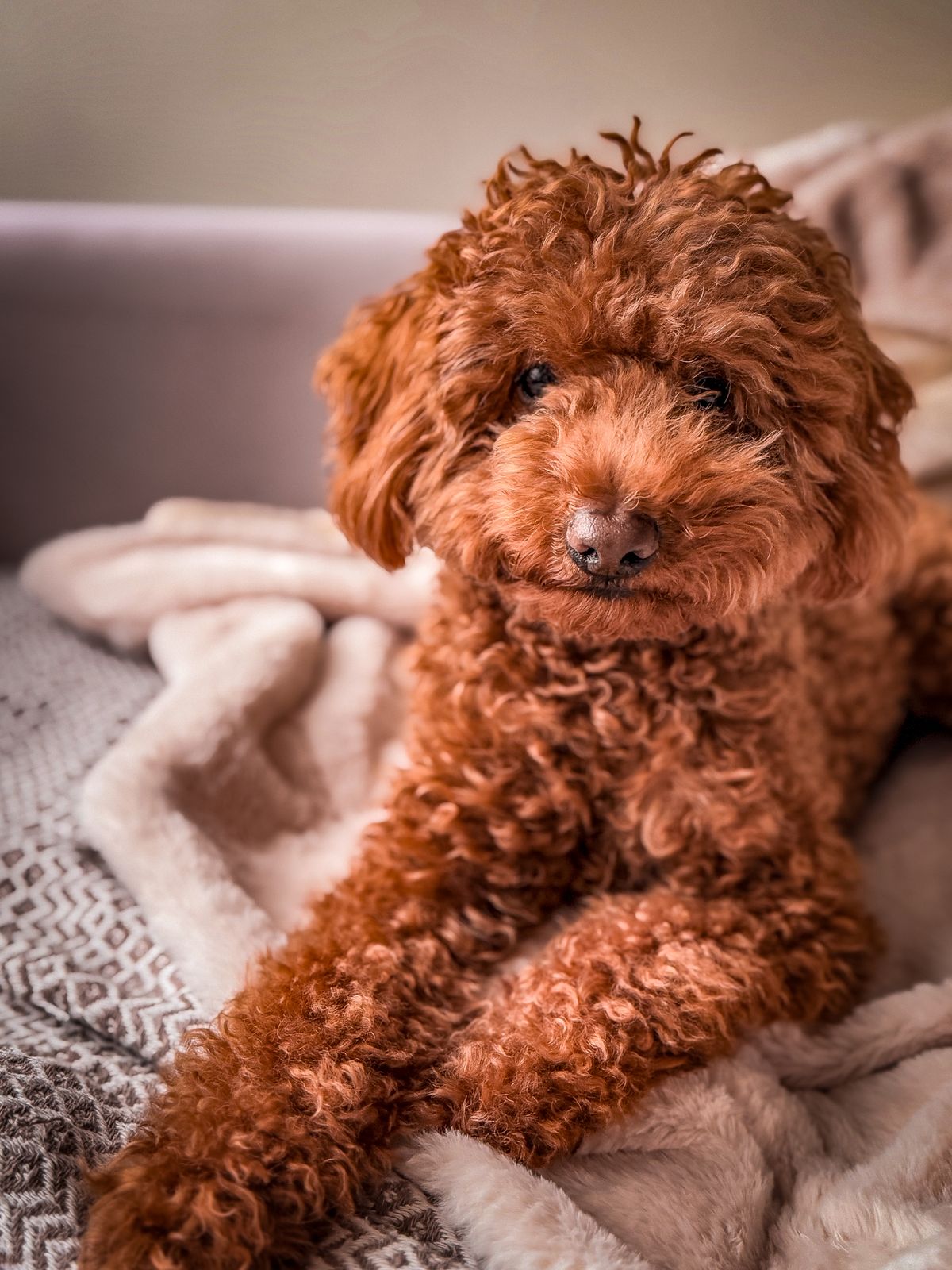 Miniature Poodle puppies with their mother at a responsible breeder's home