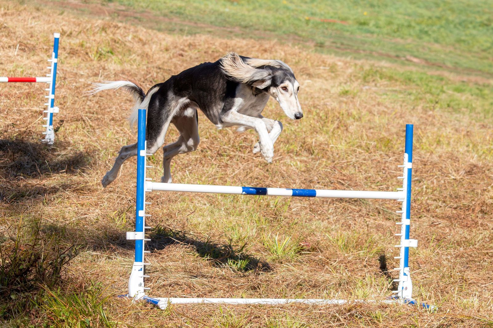 Poodle jumping over an agility hurdle on a course
