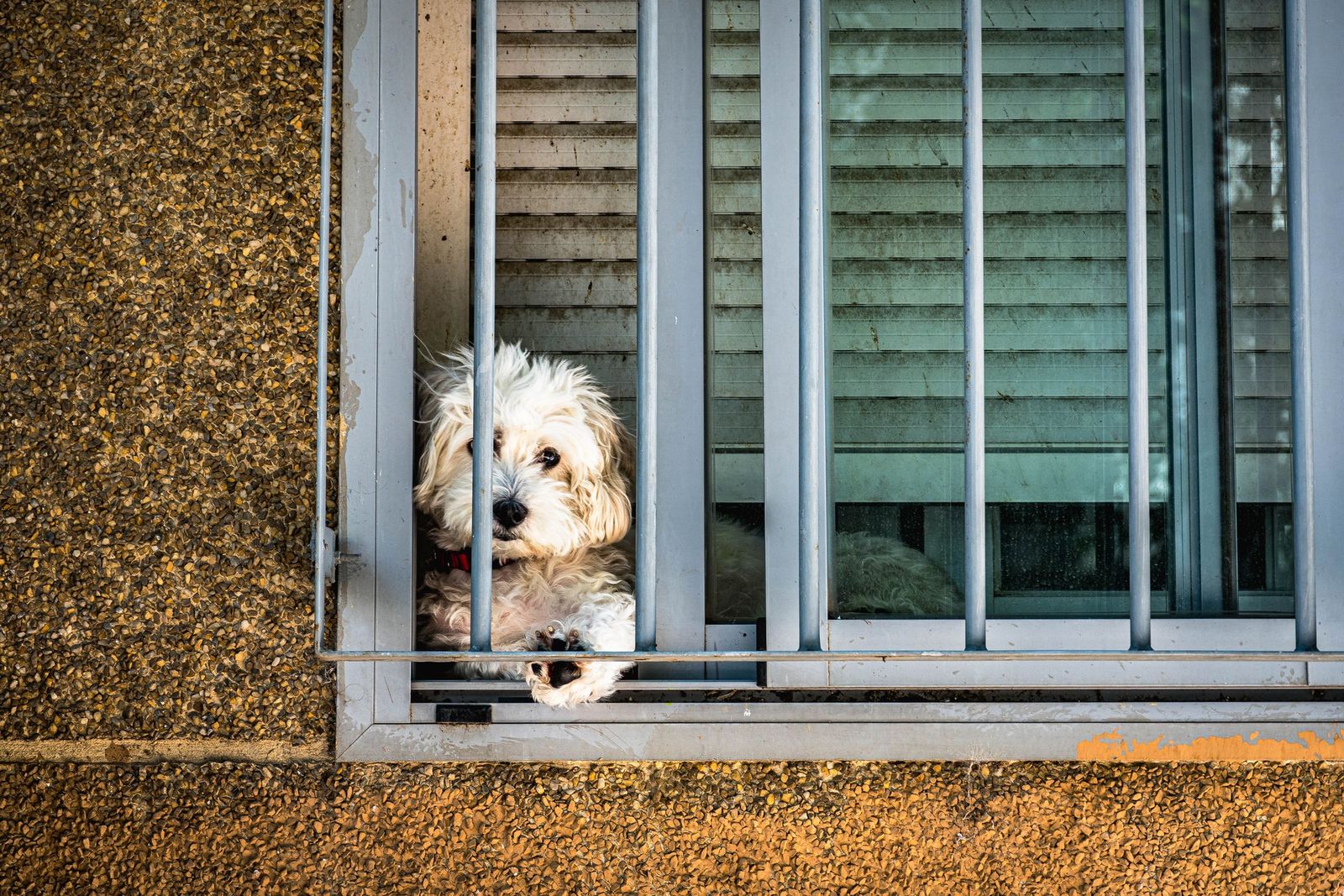 Poodle relaxing on a sofa in an apartment