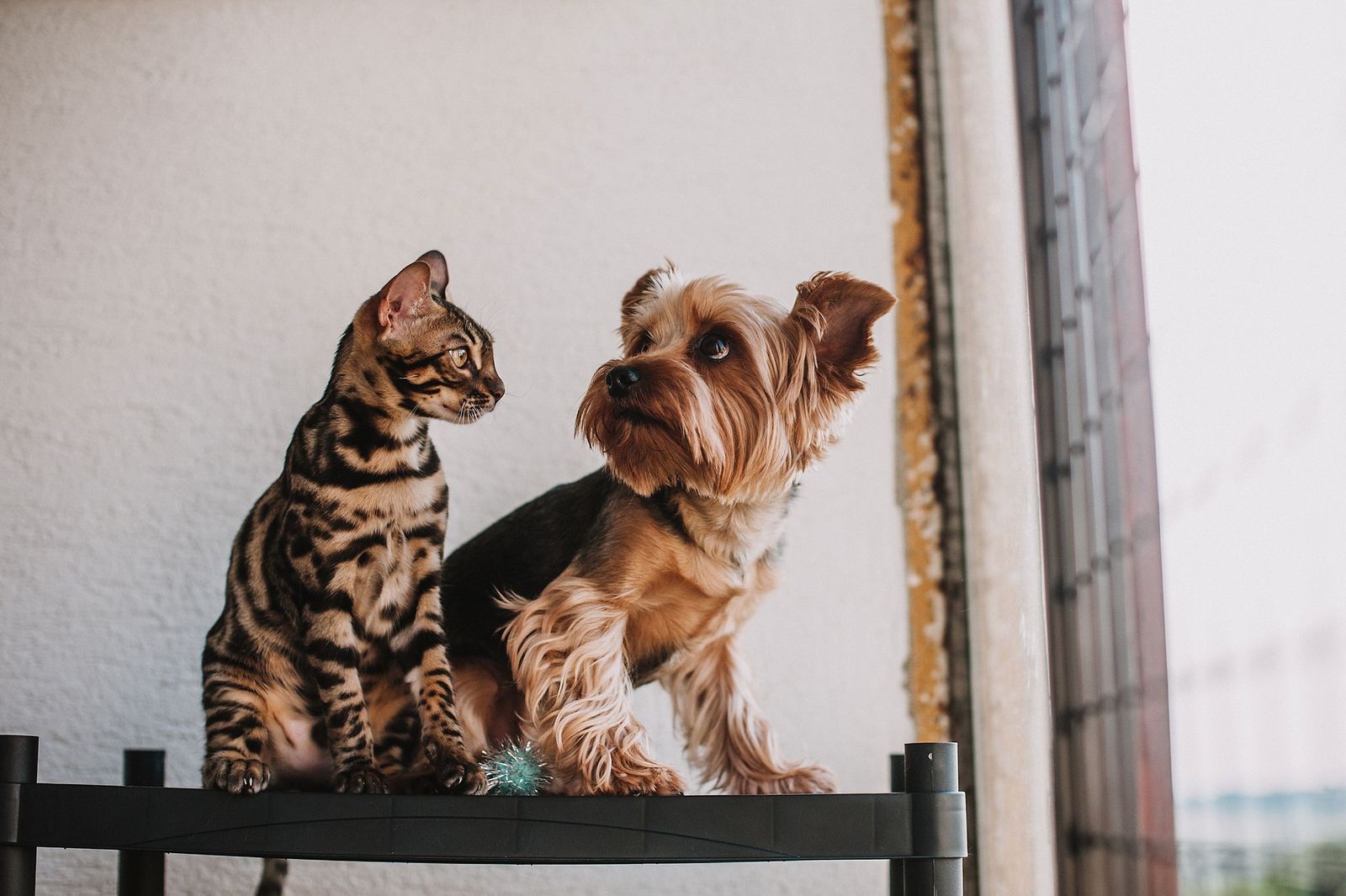 Poodle and cat resting together on a sofa