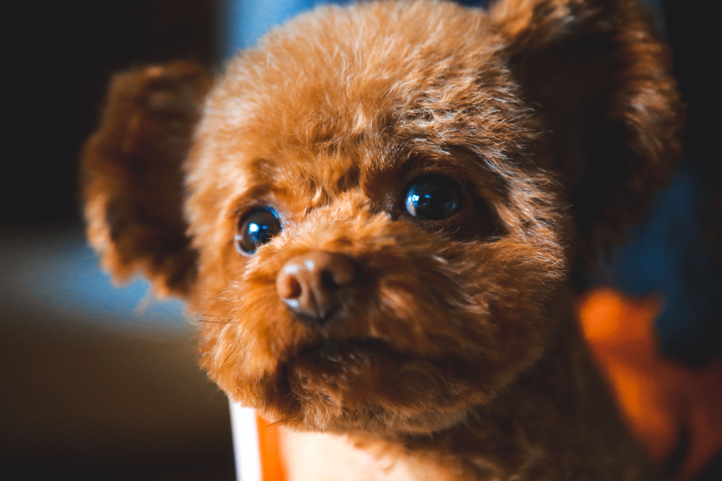 Close-up of a red Toy Poodle with bright dark eyes against a softly blurred background