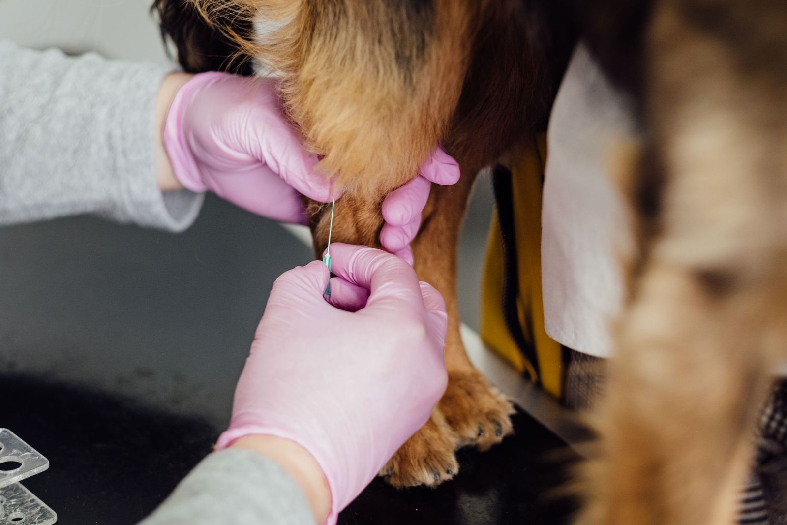 Poodle at the vet with owner reviewing paperwork