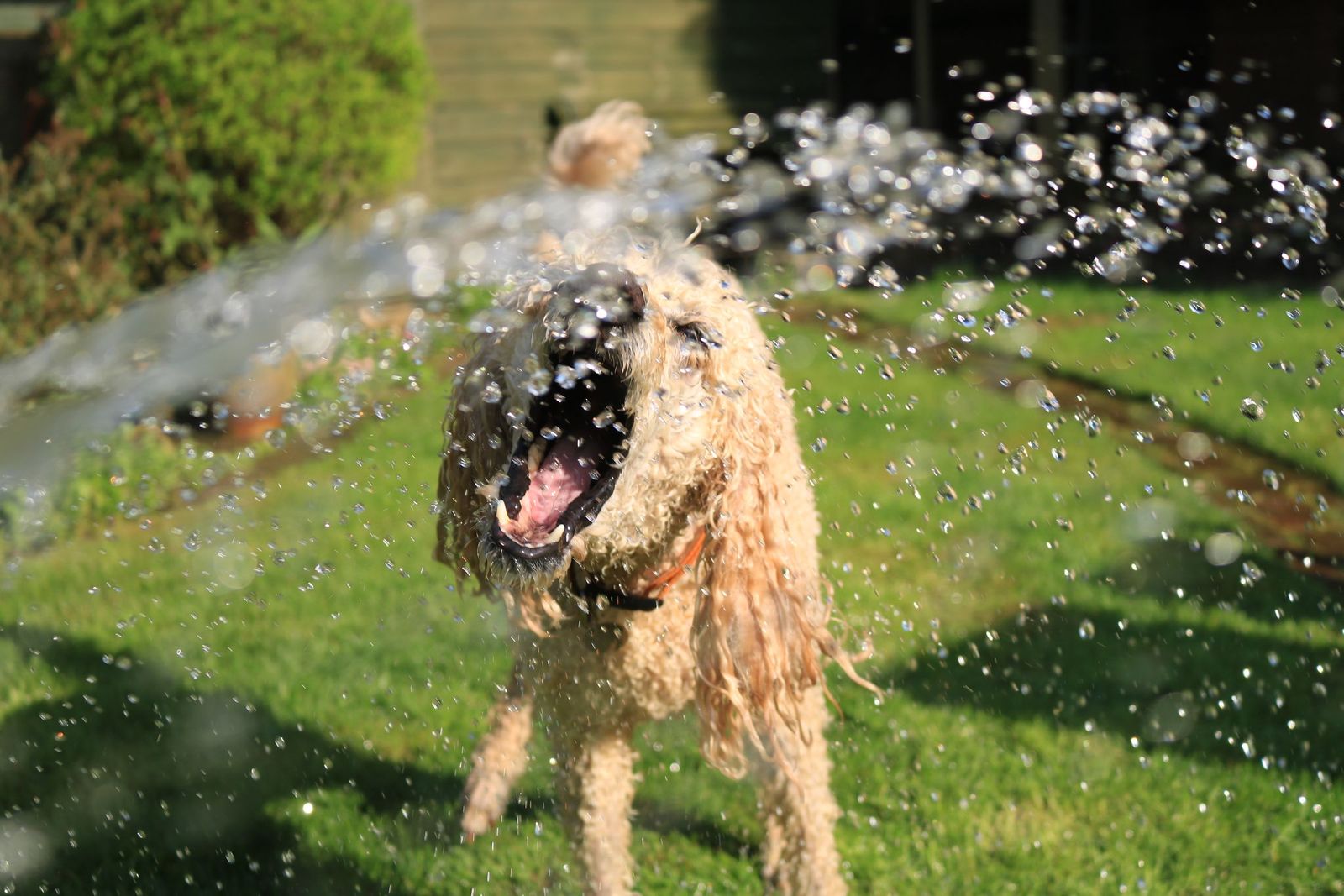 Poodle cooling off in the shade on a hot summer day