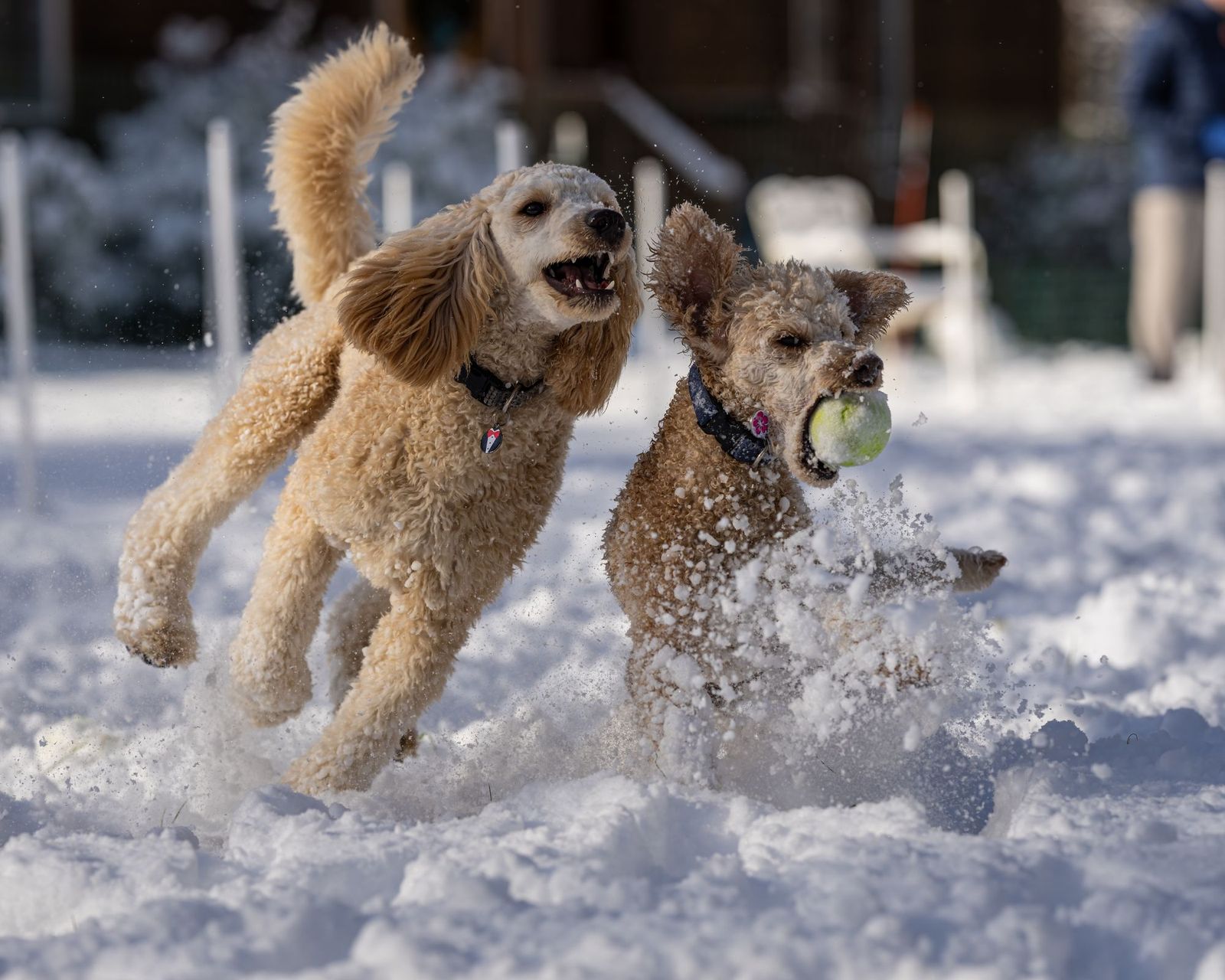 Poodle wearing a winter coat on a snowy walk