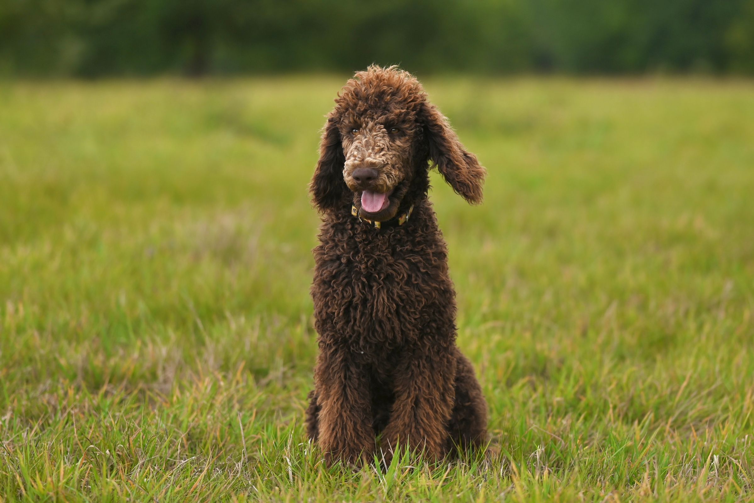 Standard Poodle sitting in an open field