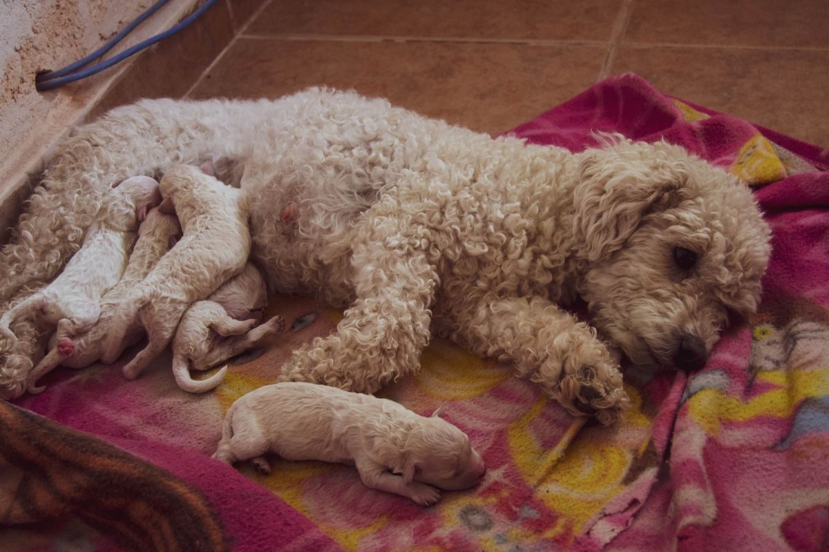 Toy Poodle puppies with their mother at a responsible breeder's home