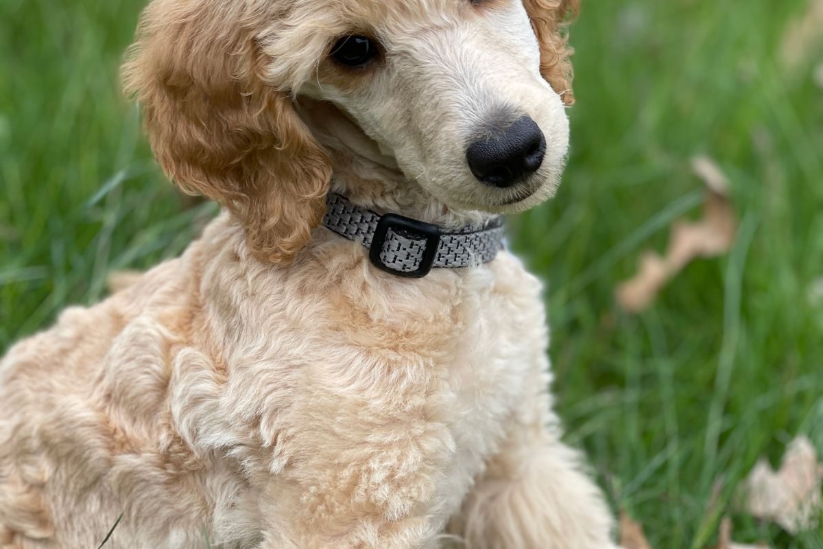 Toy Poodle puppy being held by its new owner