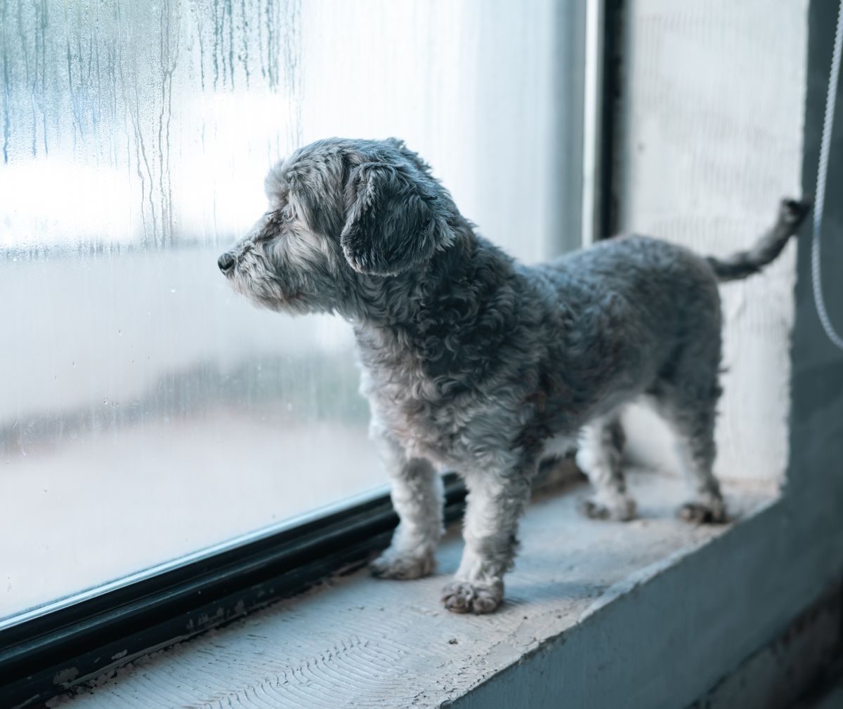 Thoughtful Toy Poodle lying on a sofa looking at the camera
