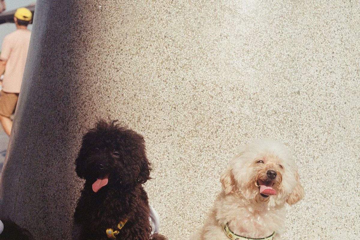 Miniature Poodle sitting attentively next to a smaller Toy Poodle