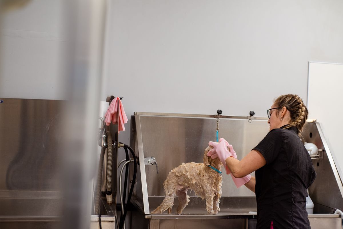 Toy Poodle being clipped at a grooming salon