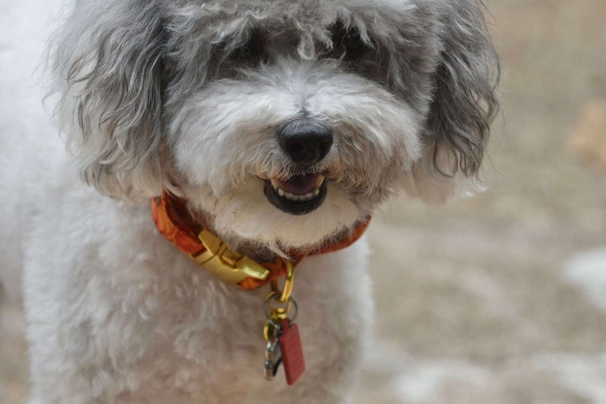 Adult Toy Poodle standing alert on a wooden floor