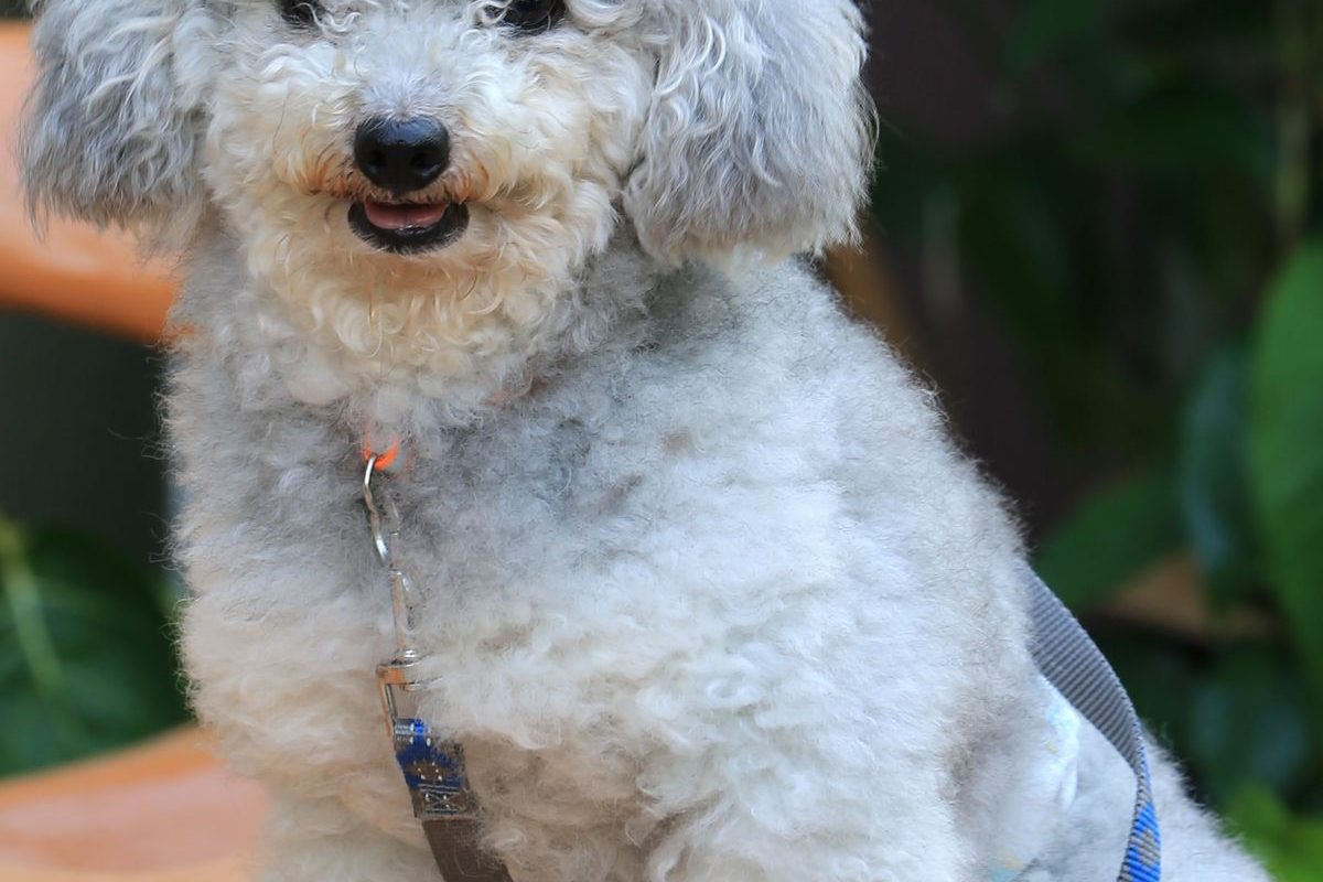 Four Poodles of different sizes sitting side by side, from Standard to Toy