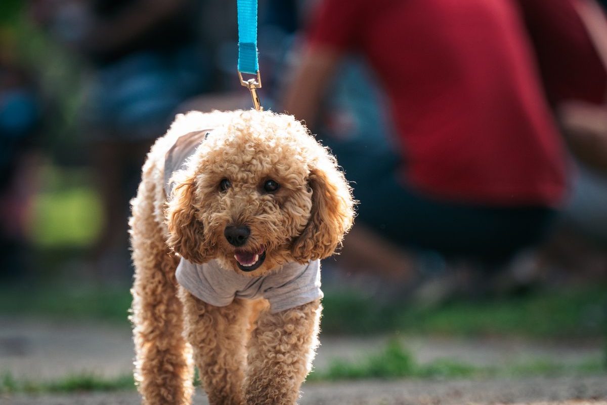 Standard Poodle walking energetically outdoors with its owner