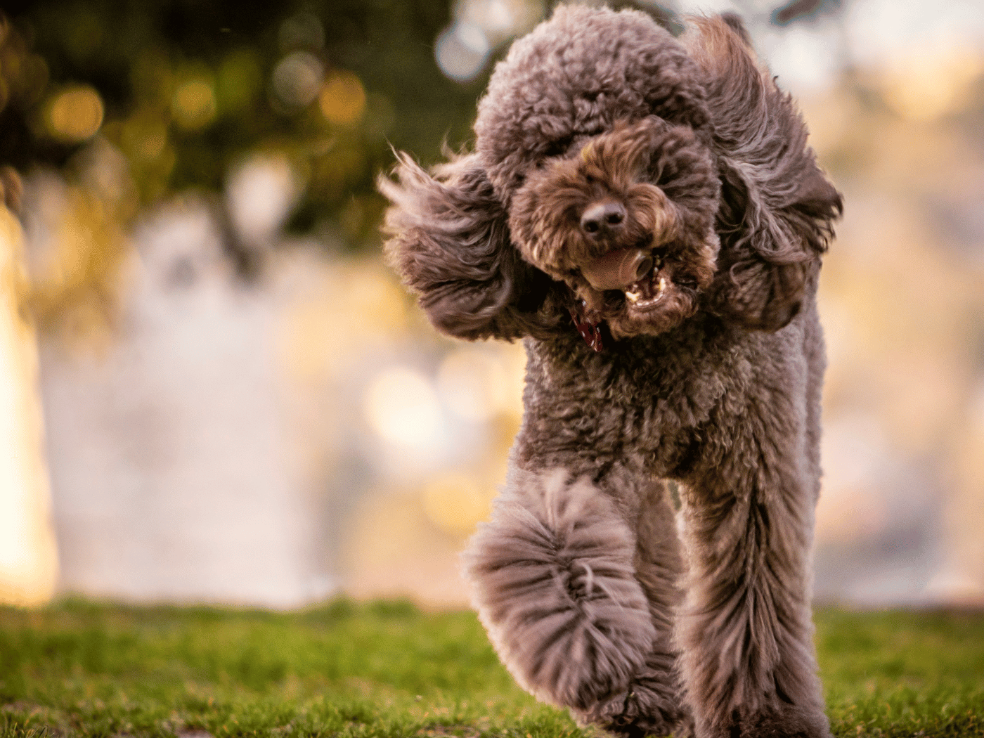toy poodle
